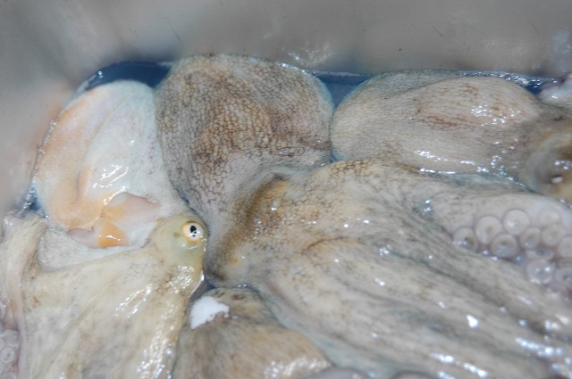 タコの血 魚と海が好き 美味しく食べよう 明石の魚 嵜 saki タコの血 魚と海が好き 美味しく食べよう 明石の魚 嵜 saki