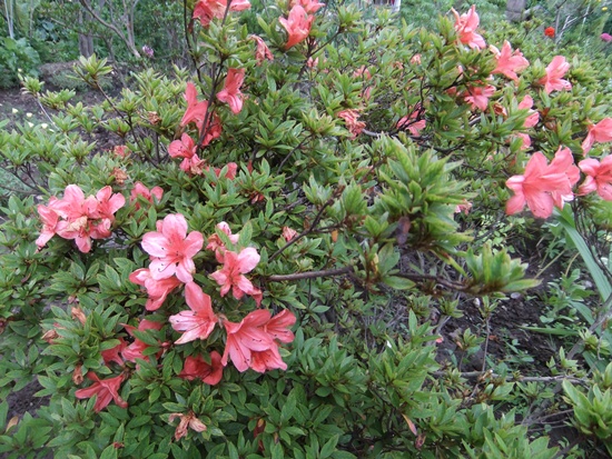 お天気が変わる？　庭の花_f0215591_10442336.jpg