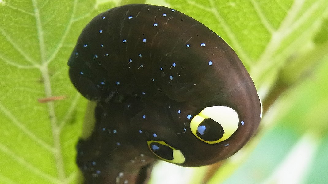 a0152692_1852632.jpg