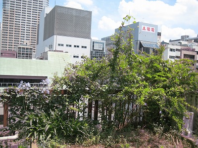 庭と緑を愛する女性たち_a0233896_14103026.jpg
