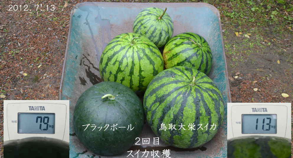 今年初採り スイカ 大きさ重さは 過去2番目 趣味の 果樹 今年も ぶどう と 新たに 桜桃 に注力 今年初採り スイカ 大きさ重さは 過去2番目 趣味の 果樹 今年も ぶどう と 新たに 桜桃 に注力