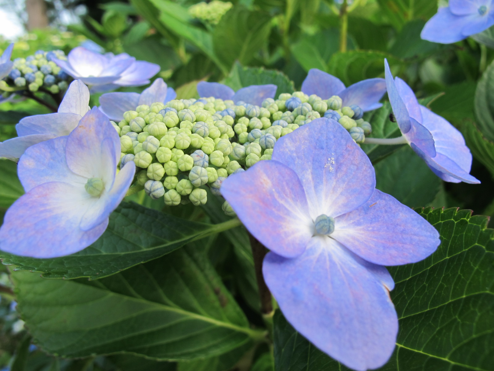 堂森・善光寺の紫陽花は今が見頃か（１７）_c0075701_22335835.jpg