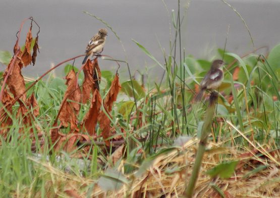 ノビタキの幼鳥_c0155902_836184.jpg