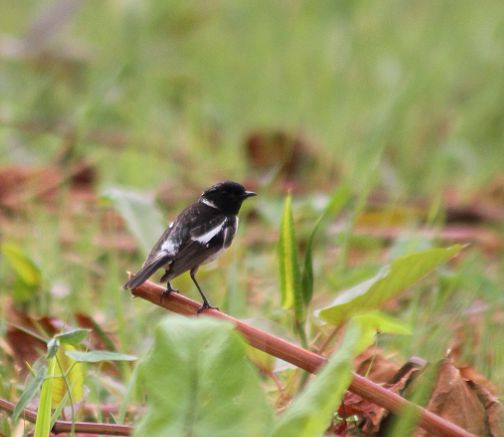 ノビタキの幼鳥_c0155902_8515442.jpg