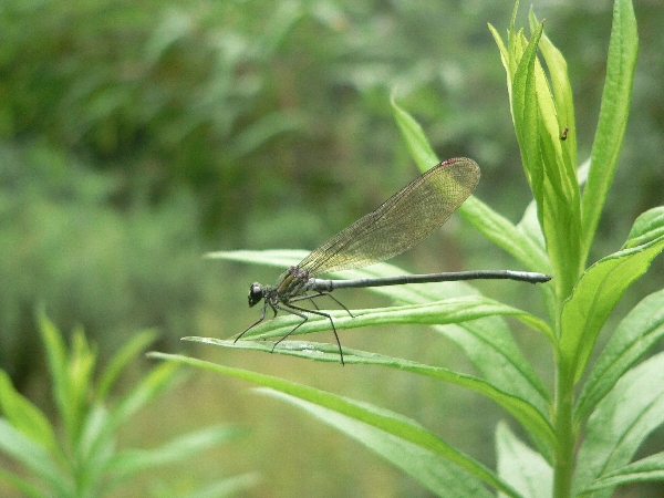 福岡地区　池・沢散策　Never Rain_e0002314_1902034.jpg