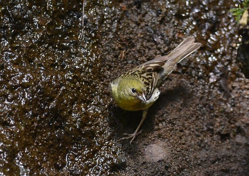 2012　07　14　水場で_d0127815_11304821.jpg