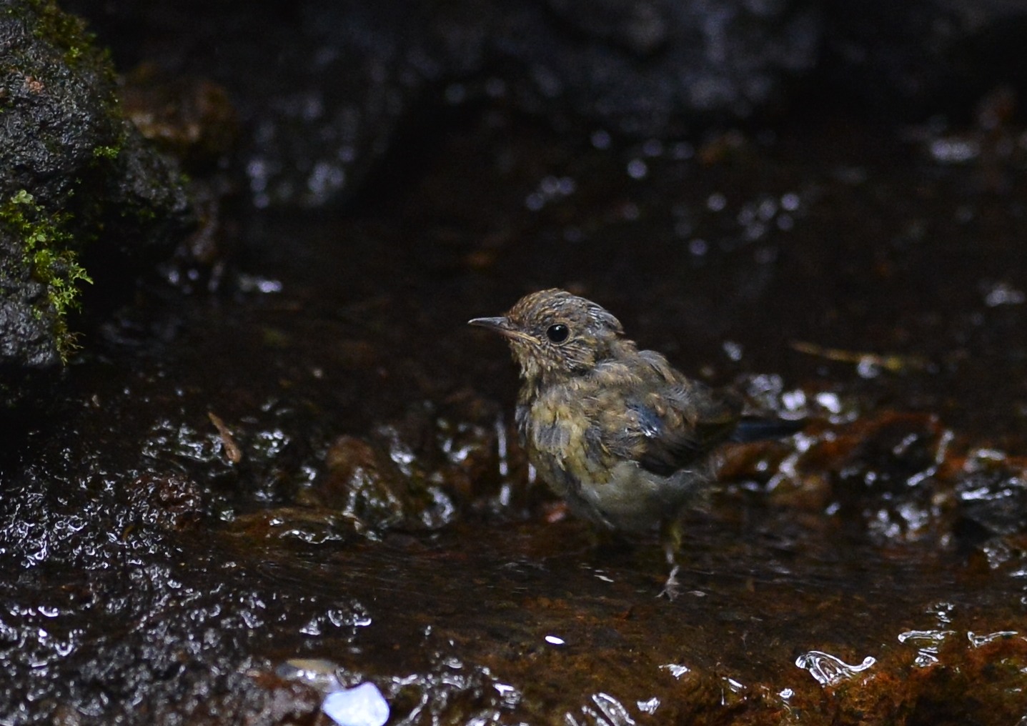 2012　07　14　水場で_d0127815_11415120.jpg