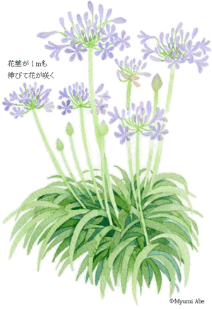 アガパンサスが咲きました Agaoanthus 庭 千草 アガパンサスが咲きました Agaoanthus 庭 千草