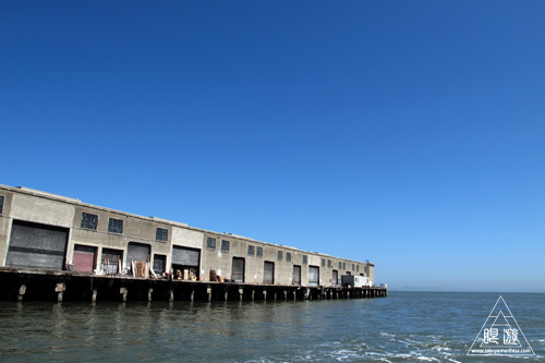 241 Alcatraz Island ~お目当ては野鳥~_c0211532_17463576.jpg