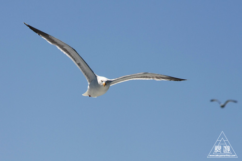 241 Alcatraz Island ~お目当ては野鳥~_c0211532_17495681.jpg