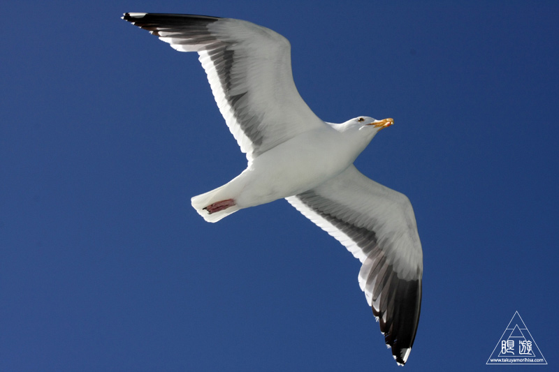 241 Alcatraz Island ~お目当ては野鳥~_c0211532_17501521.jpg