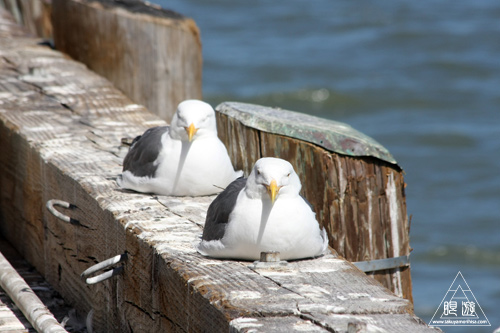241 Alcatraz Island ~お目当ては野鳥~_c0211532_18153222.jpg