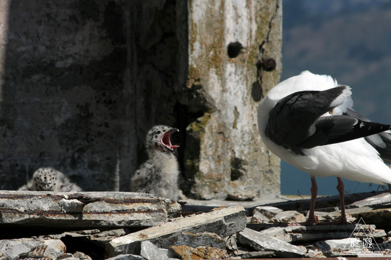 241 Alcatraz Island ~お目当ては野鳥~_c0211532_1817094.jpg