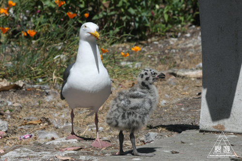 241 Alcatraz Island ~お目当ては野鳥~_c0211532_18182038.jpg
