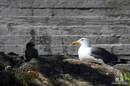 241 Alcatraz Island ~お目当ては野鳥~_c0211532_18201926.jpg