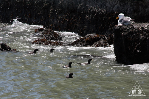 241 Alcatraz Island ~お目当ては野鳥~_c0211532_18233786.jpg