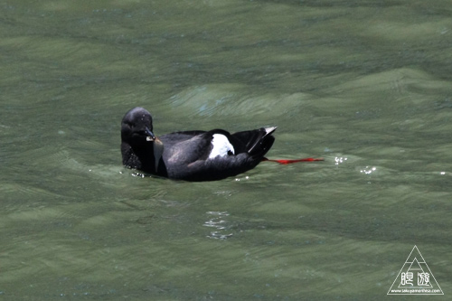 241 Alcatraz Island ~お目当ては野鳥~_c0211532_1824939.jpg