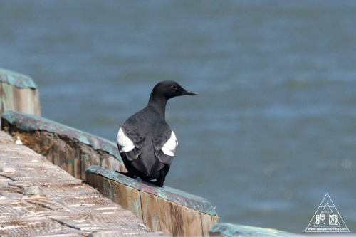 241 Alcatraz Island ~お目当ては野鳥~_c0211532_1873544.jpg