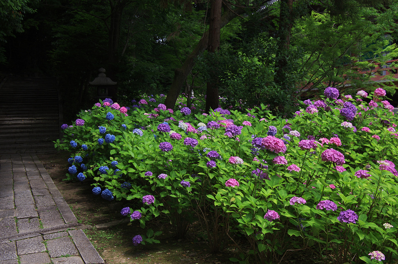 智積院・あじさい苑_f0155048_2202293.jpg