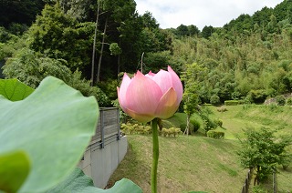 夏旅2012 太宰府_a0229853_925772.jpg
