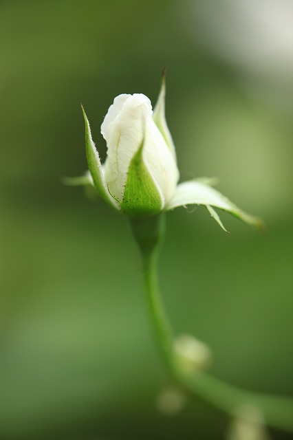 バラの蕾 武蔵野の花おりおり