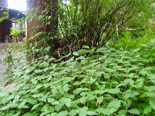 e0004756_1112569.jpg