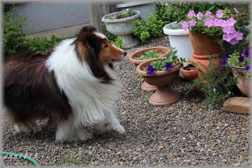 今日も愛犬三昧_e0232963_17425354.jpg