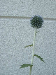 :: 休みのお知らせ ::_e0204865_18223890.jpg