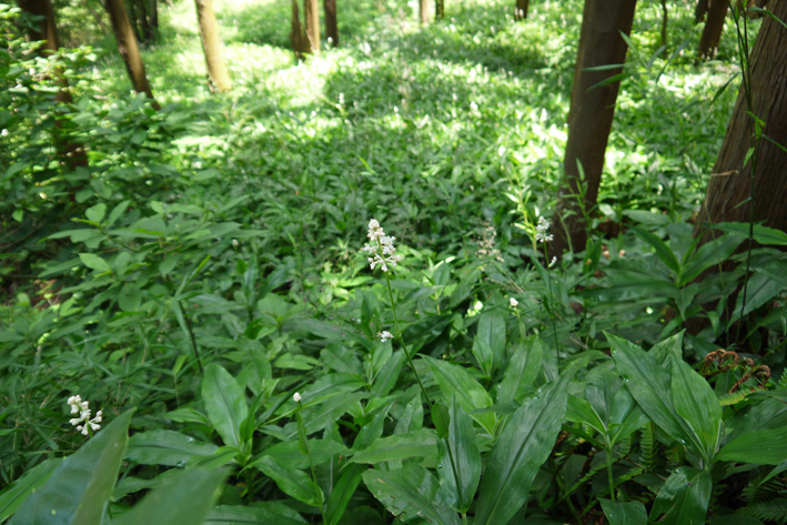 藪茗荷満開、夫婦桜伸び々：7・11六国見山ミニ臨時手入れ_c0014967_11101254.jpg