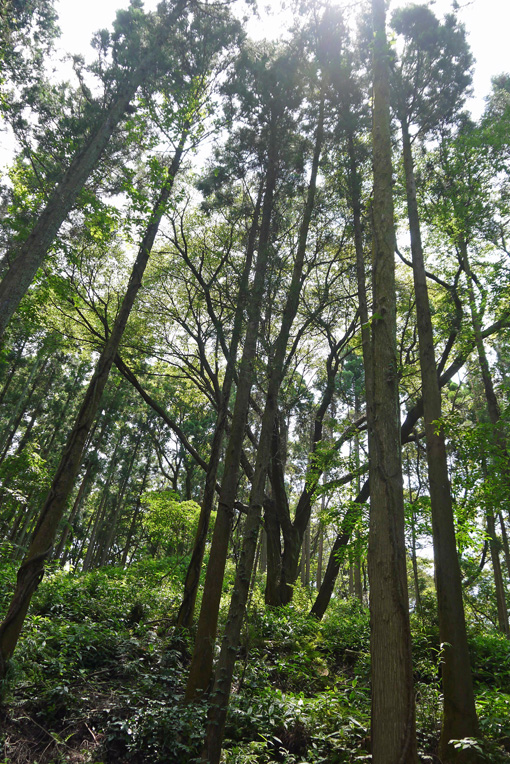 藪茗荷満開、夫婦桜伸び々：7・11六国見山ミニ臨時手入れ_c0014967_11122960.jpg