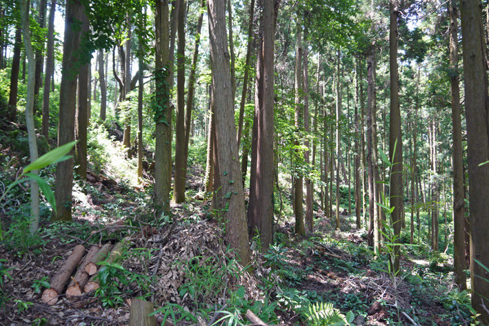 藪茗荷満開、夫婦桜伸び々：7・11六国見山ミニ臨時手入れ_c0014967_1191424.jpg