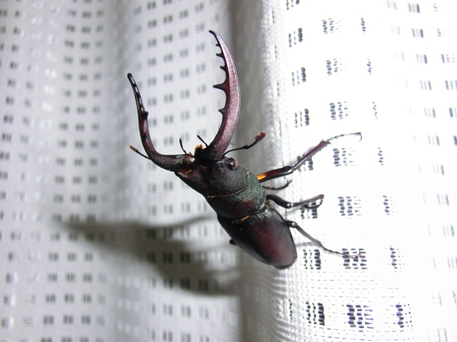 c0105569_0261093.jpg