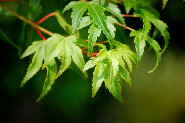d0172270_171460.jpg