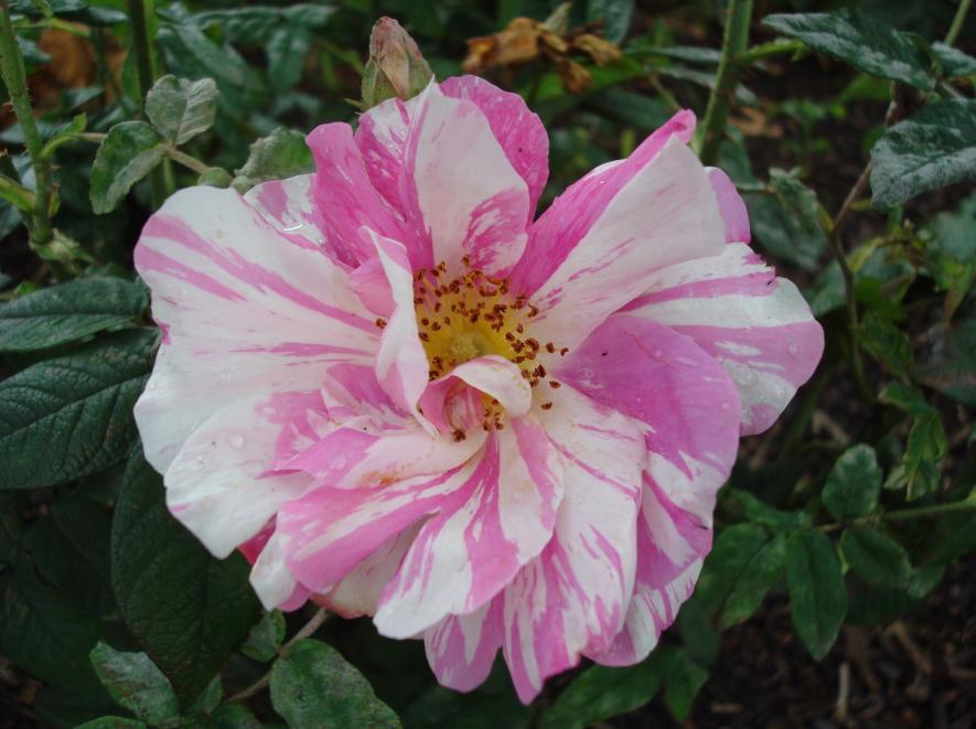 超かっけ 薔薇の名前になる女性 ロンパラ London パラダイス
