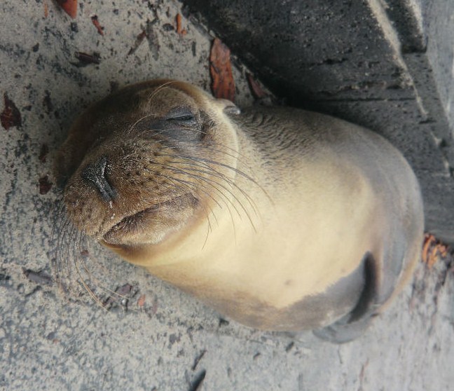 ガラパゴス諸島_d0175983_15305134.jpg