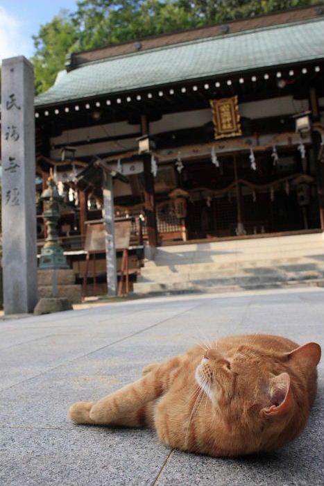 2012年6月28日　神社のトラくん_c0241488_15302747.jpg