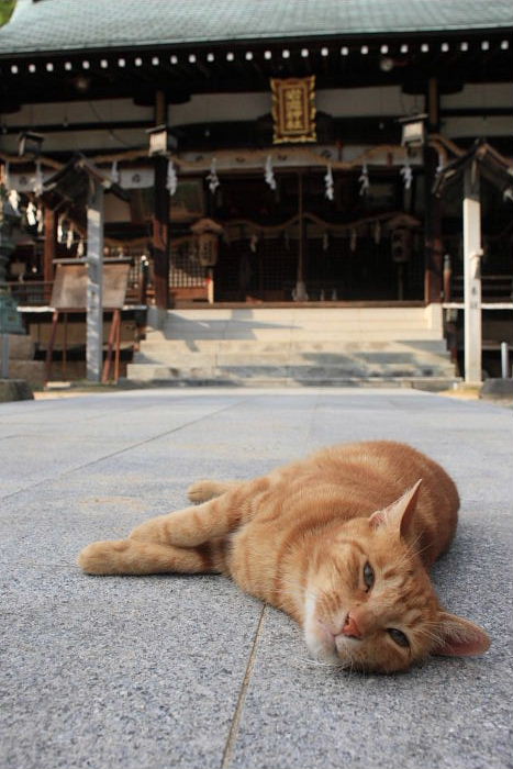 2012年6月28日　神社のトラくん_c0241488_1530488.jpg