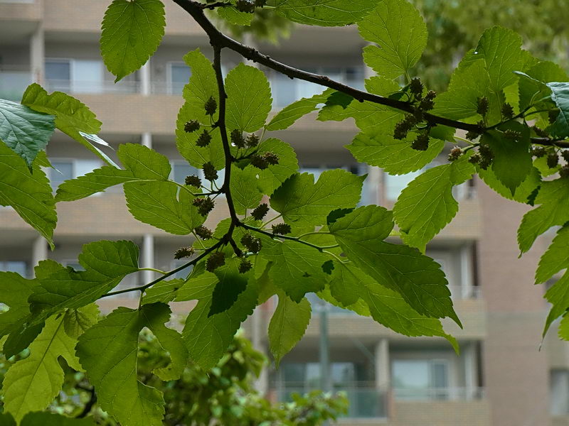 f0204094_20502012.jpg