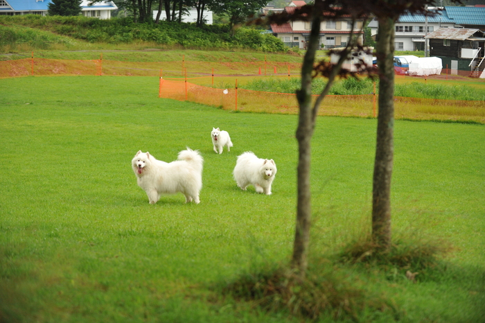 夏のみなみちゃん地方へ_a0049296_1940541.jpg