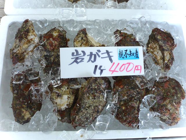 * 岩ガキ販売開始です! *_d0235898_13515232.jpg