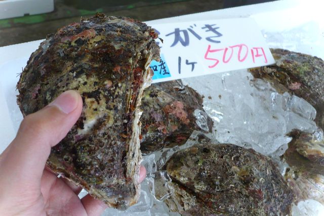 * 岩ガキ販売開始です! *_d0235898_13522871.jpg