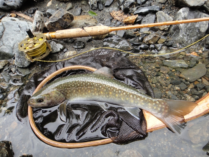 雨の恵み・山の恵み_b0172805_15544032.jpg