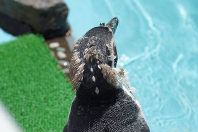 釧路市動物園・・夏！　_d0253009_2251475.jpg