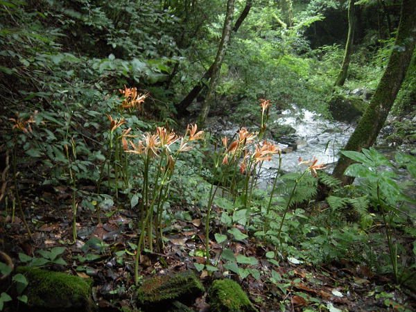 井原山のオオキツネノカミソリが開花しました。 ！2012.07.15_f0196109_18321787.jpg