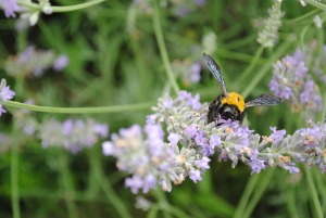 c0237313_143857.jpg