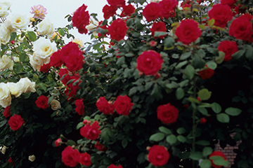 b0259218_444594.jpg