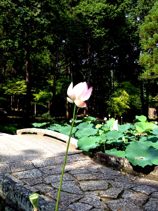 曹源寺３３℃トレイルＲＵＮ_b0057140_18201924.jpg