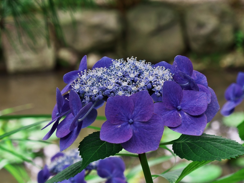 高幡不動尊の紫陽花　　その1_c0236843_1625566.jpg