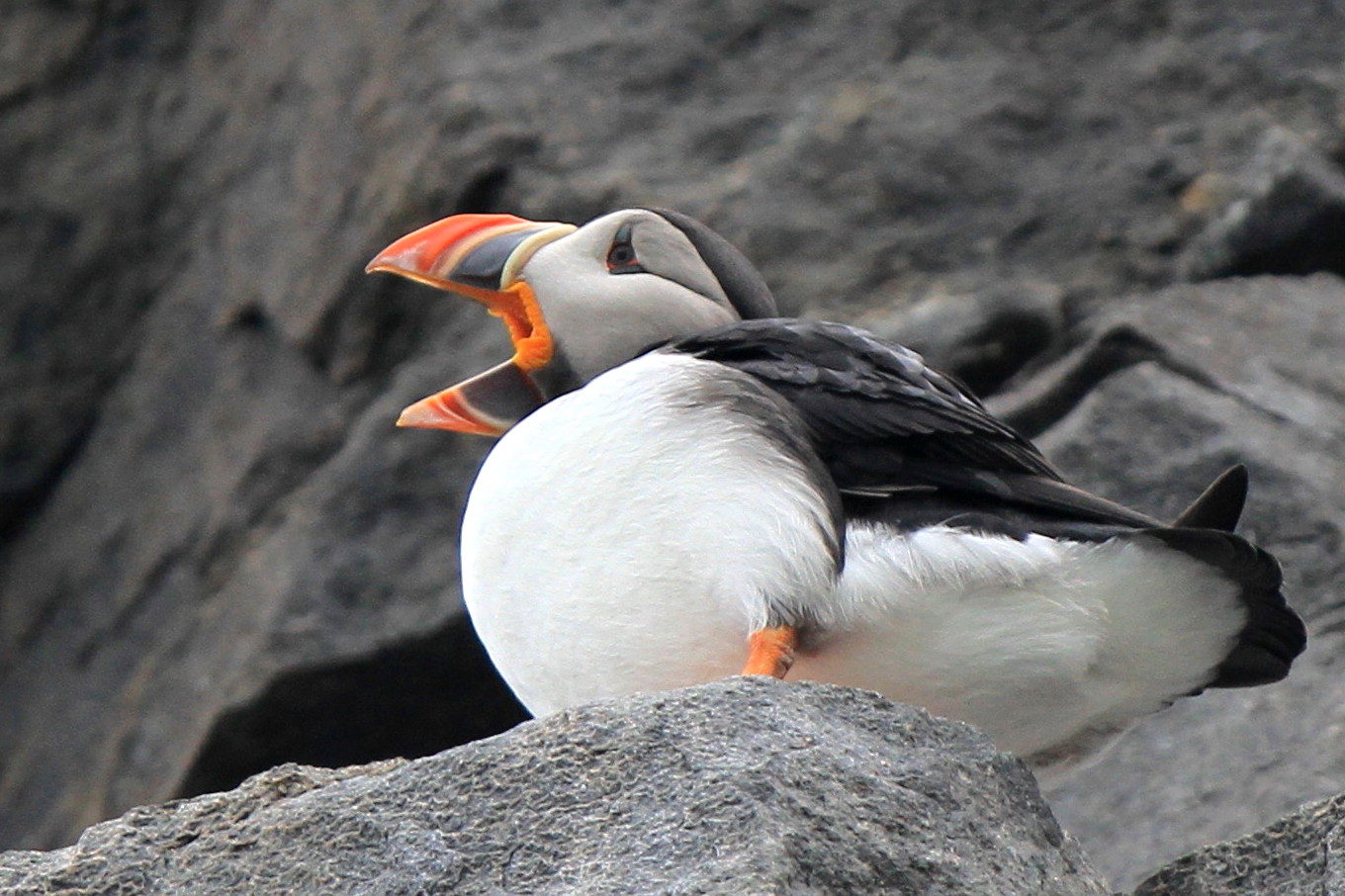 ツノメドリ パフィンと弁慶のお口 アイヌモシリの野生たち 獣と野鳥の写真図鑑