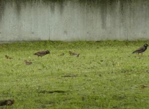 野鳥３種が同席、政党も外交では足並みを_e0148077_16302694.jpg